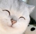 星海星setar頭像