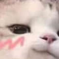 1951516366