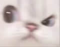 假豬套天哈第一頭像