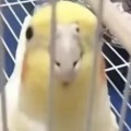 願己若番頭像