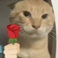 ♝意難平頭像
