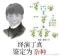 紺靈頭像