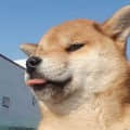 純潔腹黑