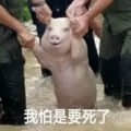 P.I.G頭像