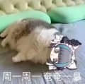 鷙鳶頭像