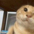 afgafda頭像