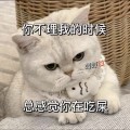 喵了个咪的頭像