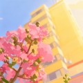 幻夜曲頭像